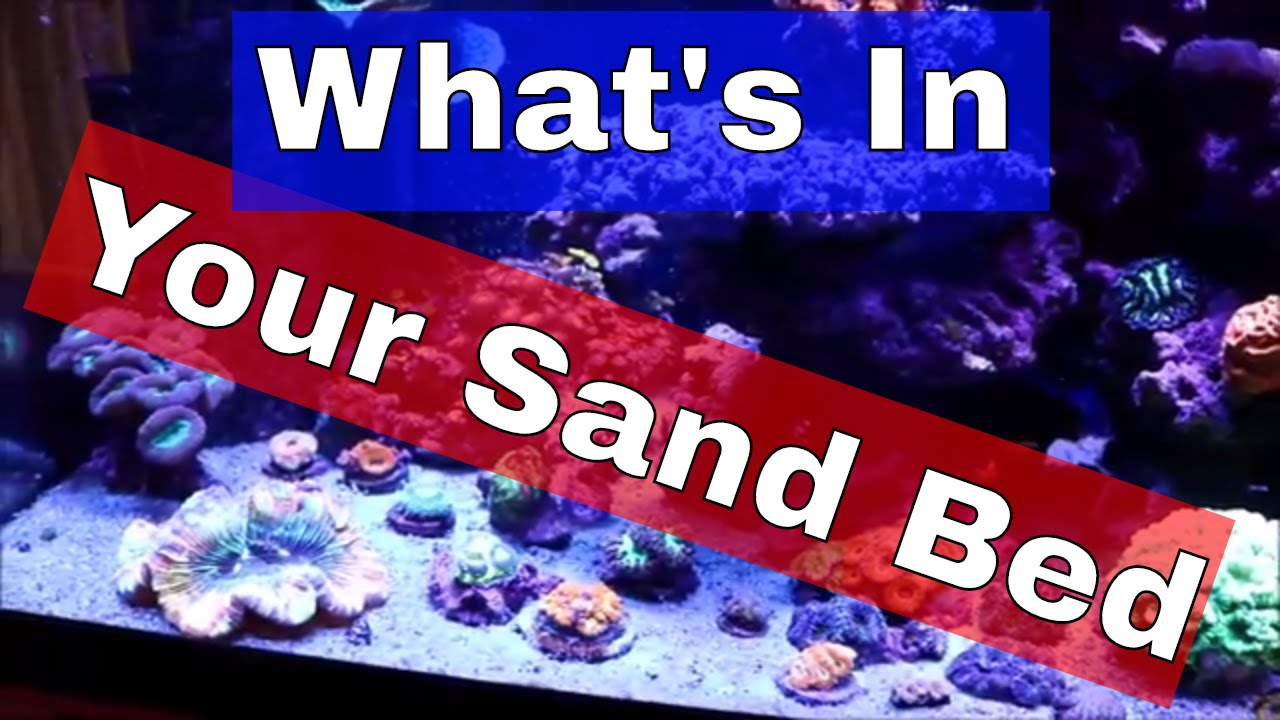Reef Tank Sandbed