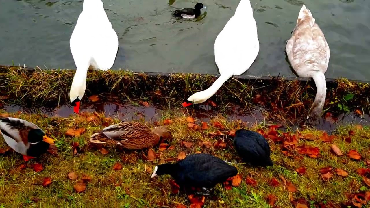 Autumn Bird Feeding 🍂 | The Charm of a Swan Family Part 3 #birds