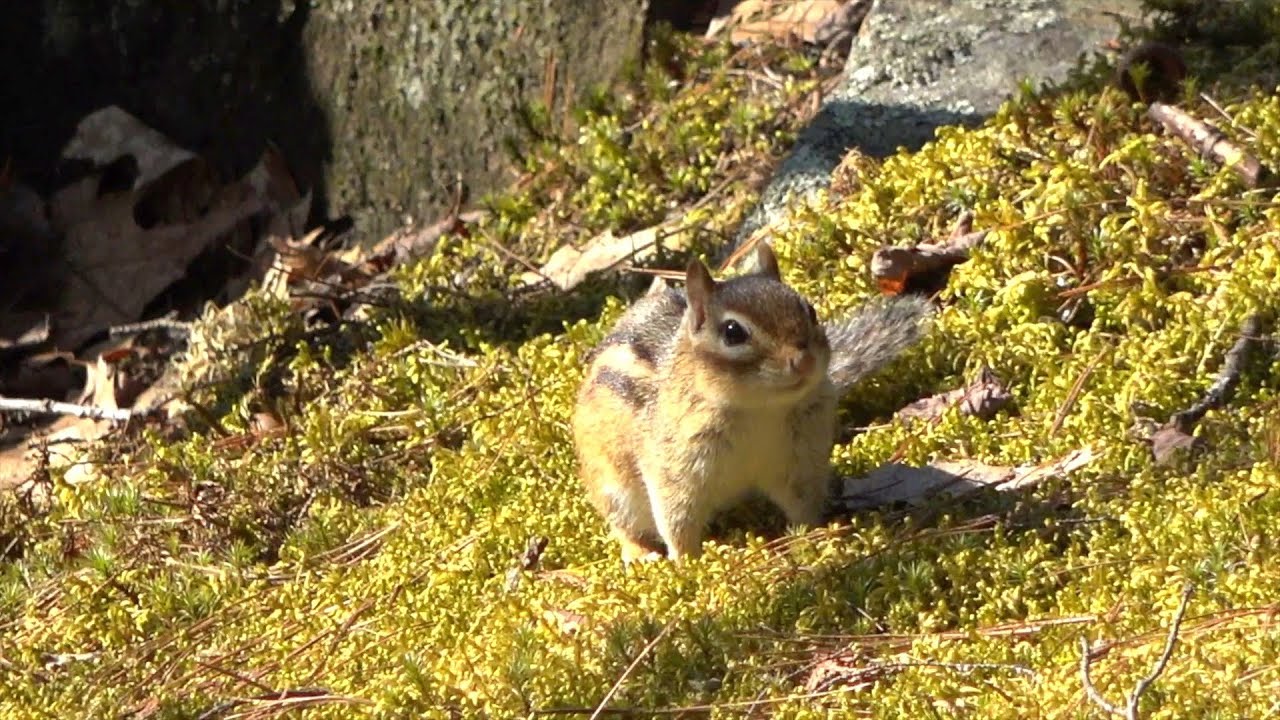 뜸 들이며 나에게 안오는 다람쥐 My Chipmunk Friend Hesitates To Come To Me