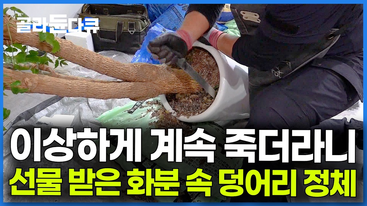 화분 파헤쳐 보더니 깜짝. 식물을 죽게 만든 덩어리의 정체｜식물 관리 정기 구독｜극한직업｜#골라듄다큐