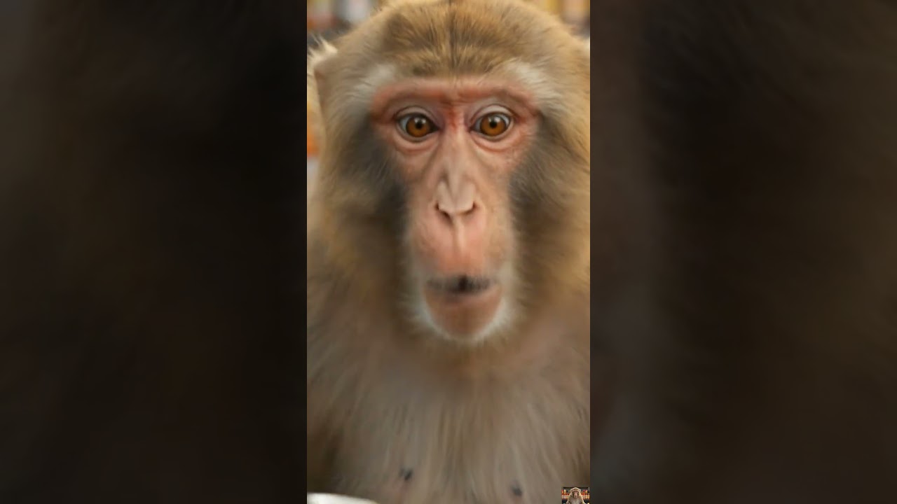 Talking Monkey Leo Tries $1,000 Hot Sauce Challenge! Spicy Chaos Gone Wrong 🔥😱