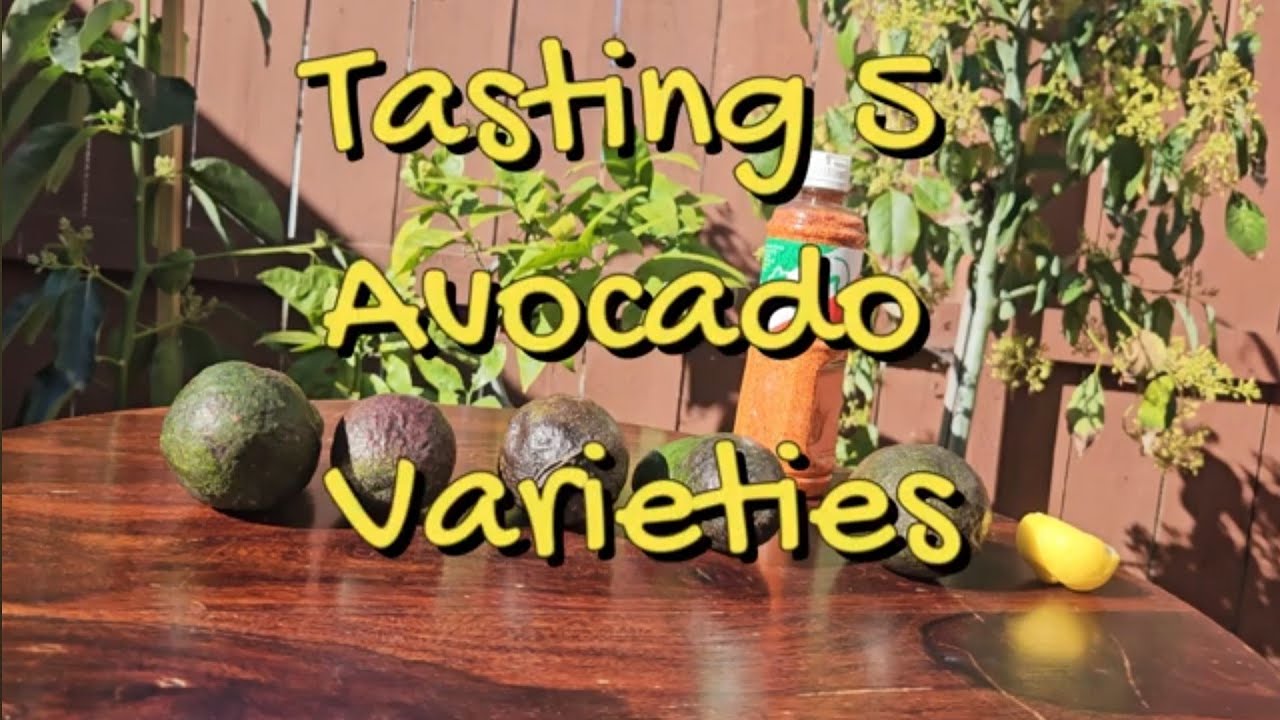 Tasting 5 🥑Avocado🥑 Varieties - Jan Boyce, Hass, Pinkerton, Fuerte & Lamorinda