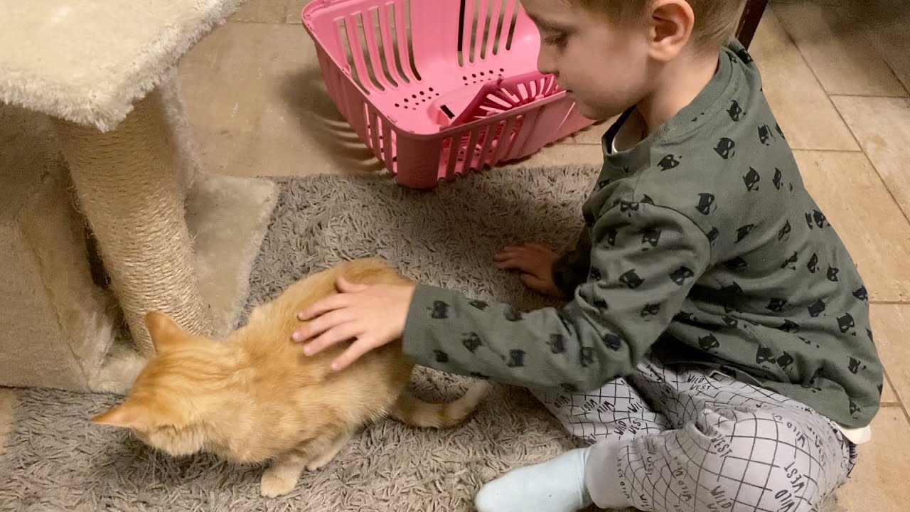 Puszedli 🐈 ivartalan lett - Nézzük mi van a kamránkban - napiVlog kedd