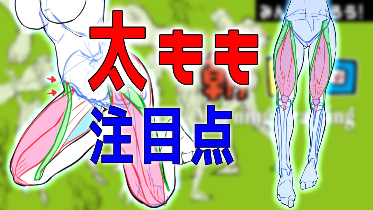 よくわかる太ももの筋肉　朝ドロ#114　 ９０秒ドローイング  【初心者歓迎】Explanation of thigh muscles.