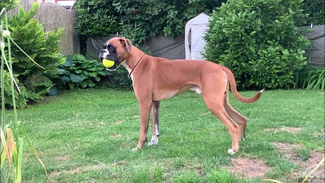 Mit dem Quietscheball im Garten