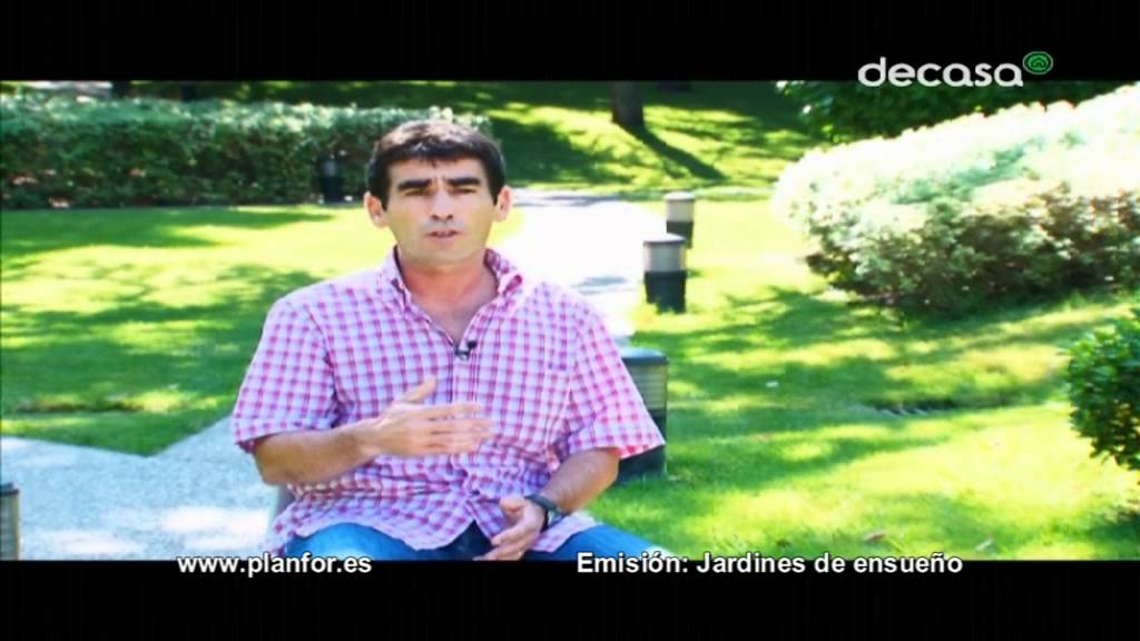Plantas cubre suelos