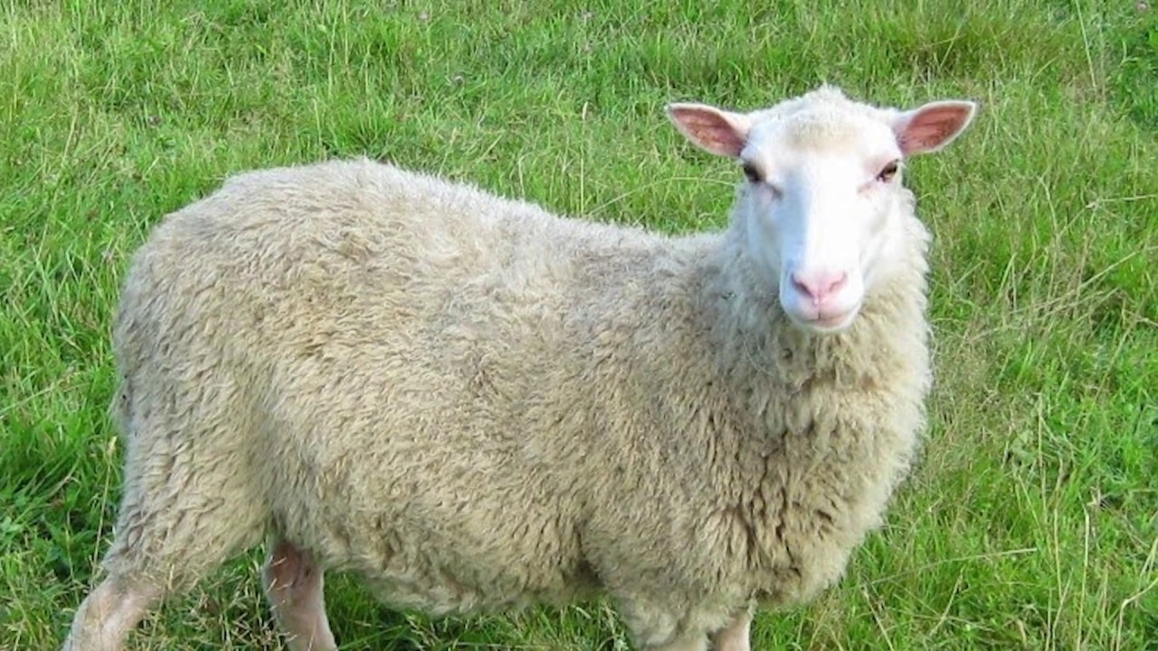 Finnsheep | Masters Of Multiple Births