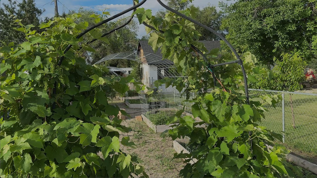 Gardening Week 3 - Shower Update and The future of The Shop Landscaping