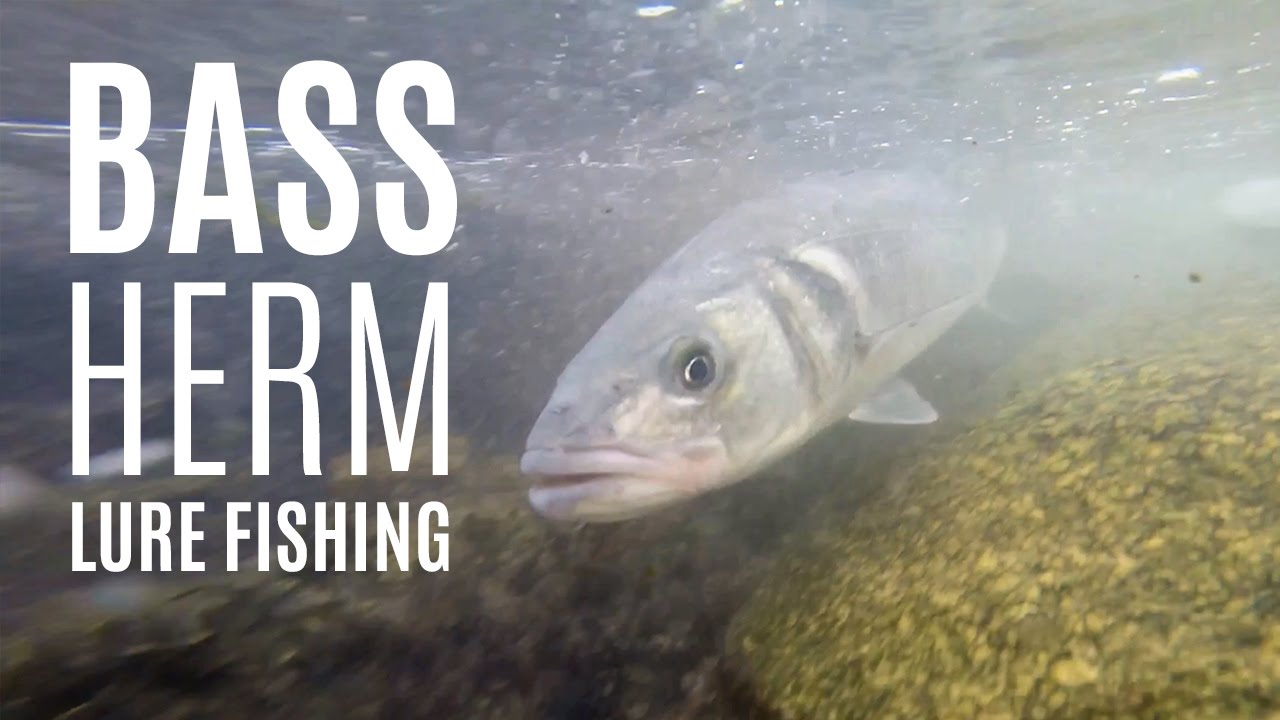 Bass Lure Fishing in Herm Island | Guernsey Fishing