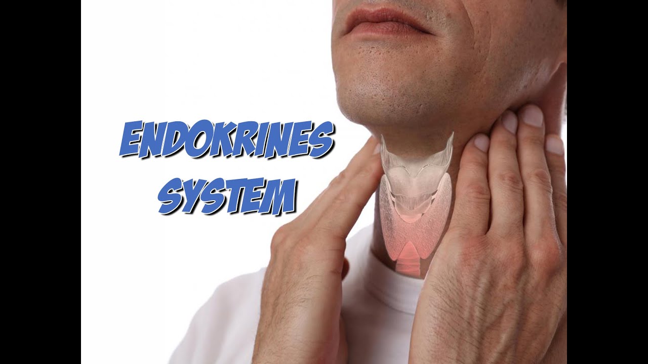 Endokrines System
