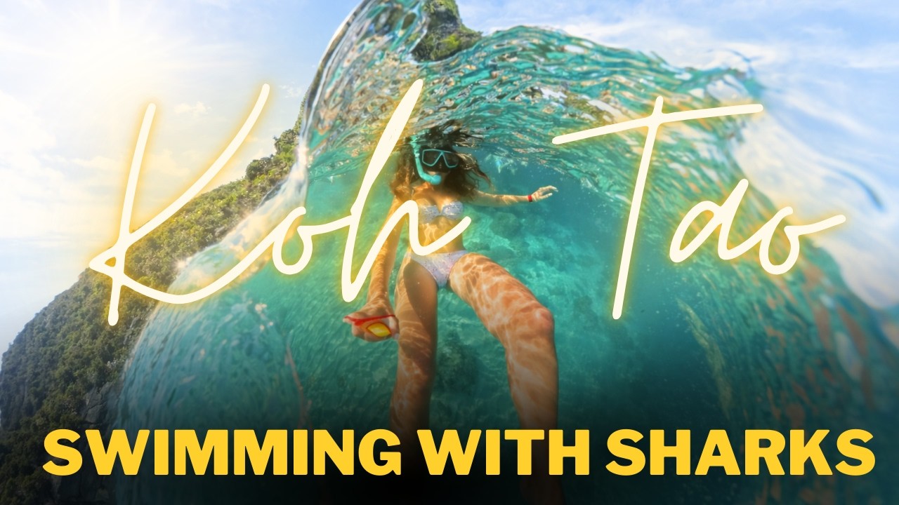 THINGS YOU SEE SNORKELING - KOH TAO -  THAILAND #sharks #turtles  #thailand  #travelvlog   #kohtao