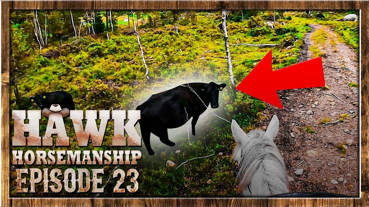 HEST MØTER KUER PÅ FØRSTE RIDETUR! | Episode 23 (Norsk Hesteridning)