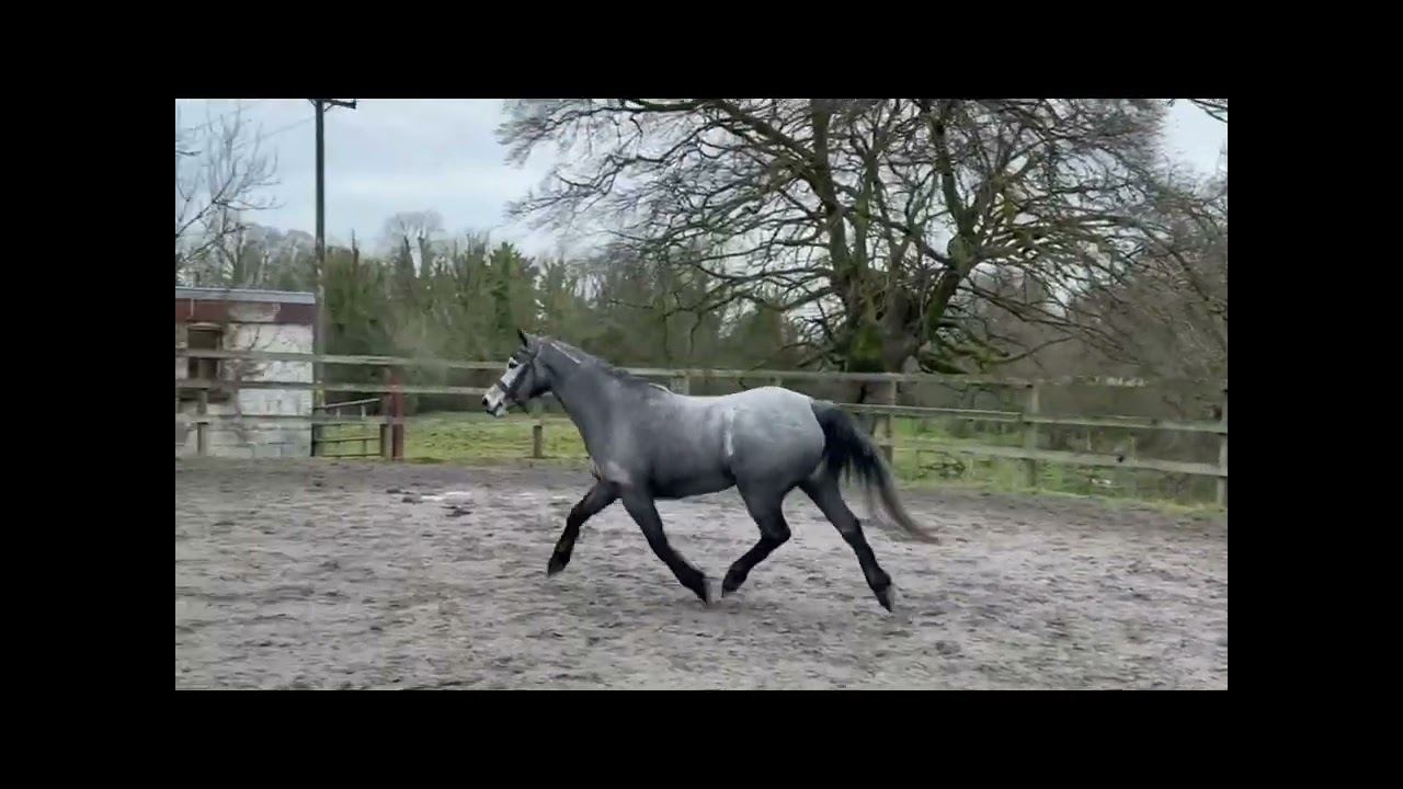 Dunlewey Gale, 2022 Connemara  by Bettyspark Shadow
