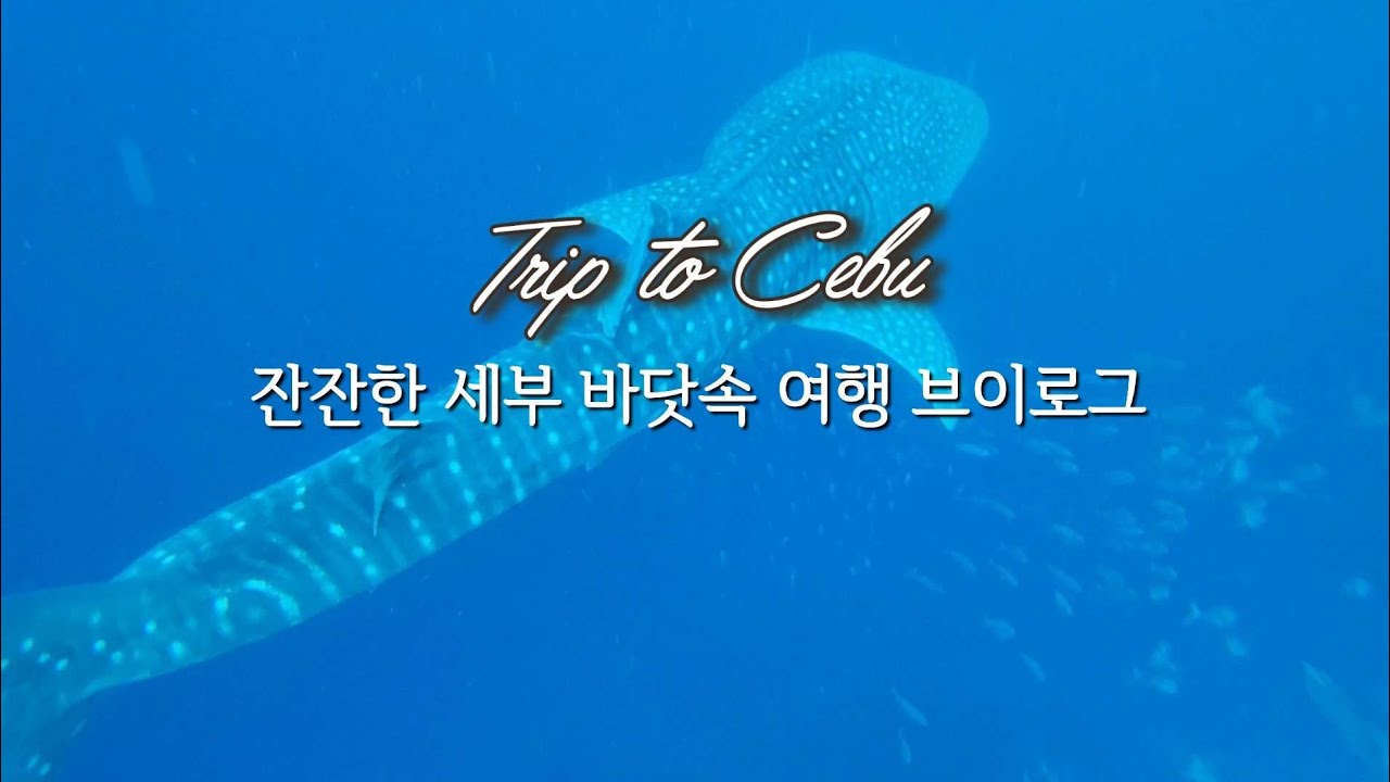 잔잔한 세부 바닷속 여행 브이로그 내가 보려고 만든 힐링 영상 Cebu trip vlog