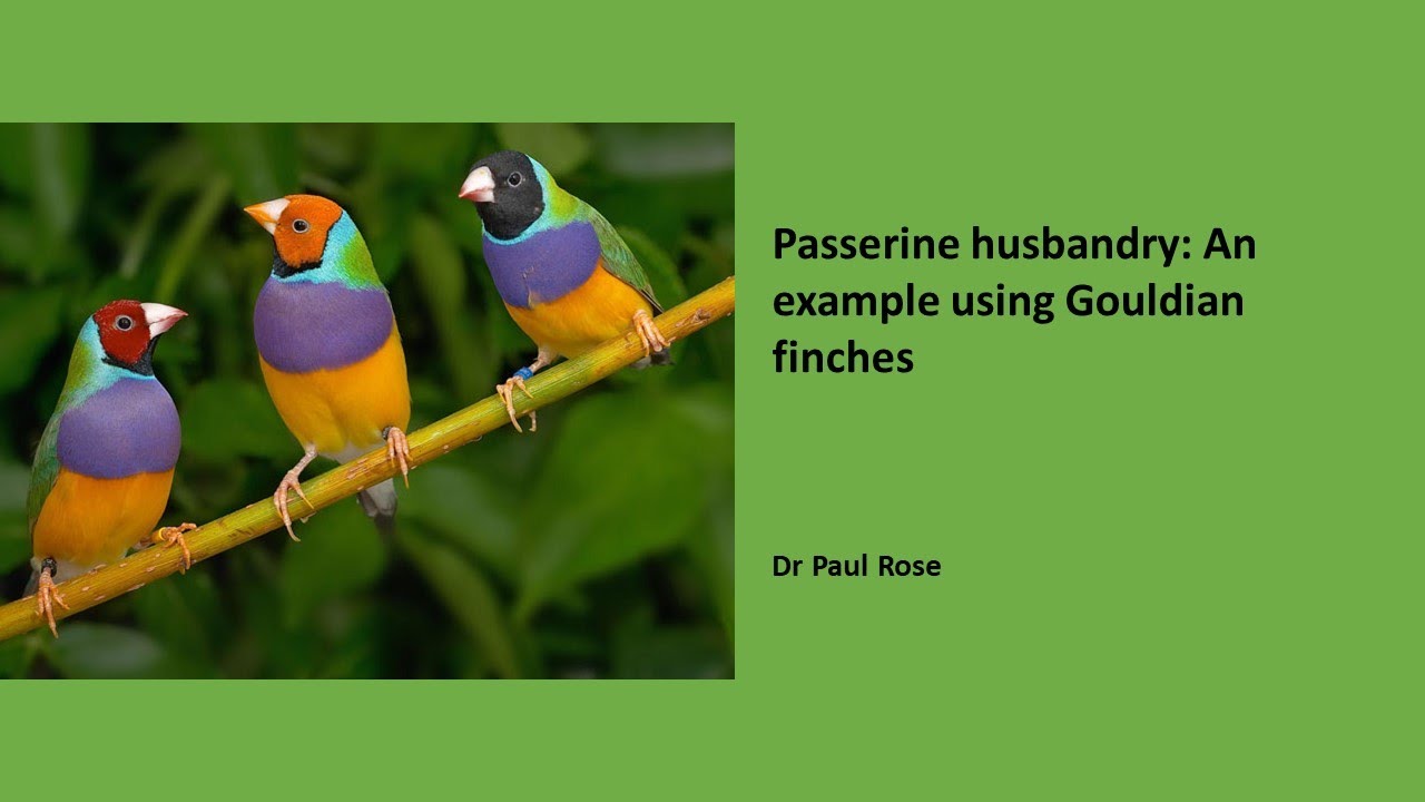 A passerine practical: Gouldian finch husbandry, behaviour and conservation