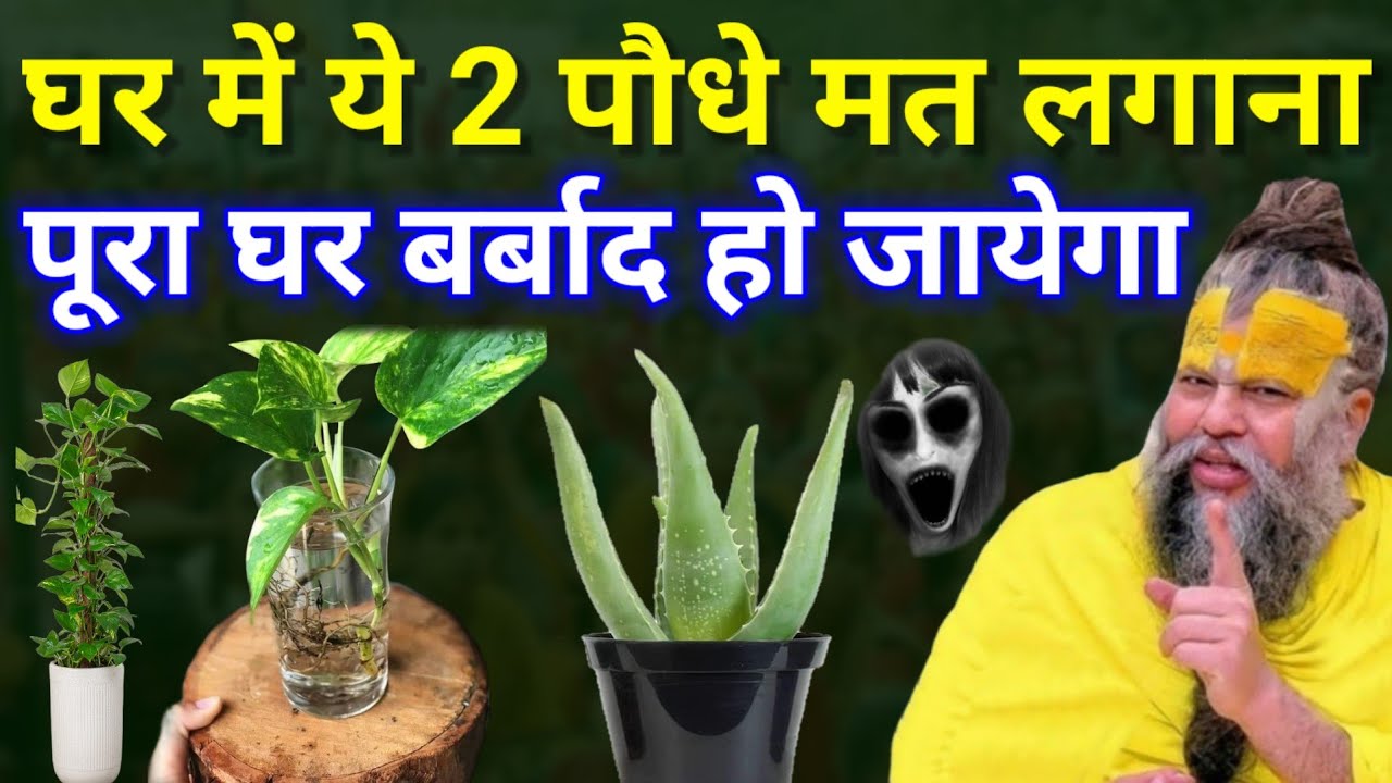 मर जाना लेकिन ये 3 पौधे कभी घर में मत लगाना पूरा घर नष्ट हो जाता है ये पौधे होते हैं अशुभ Plant tips