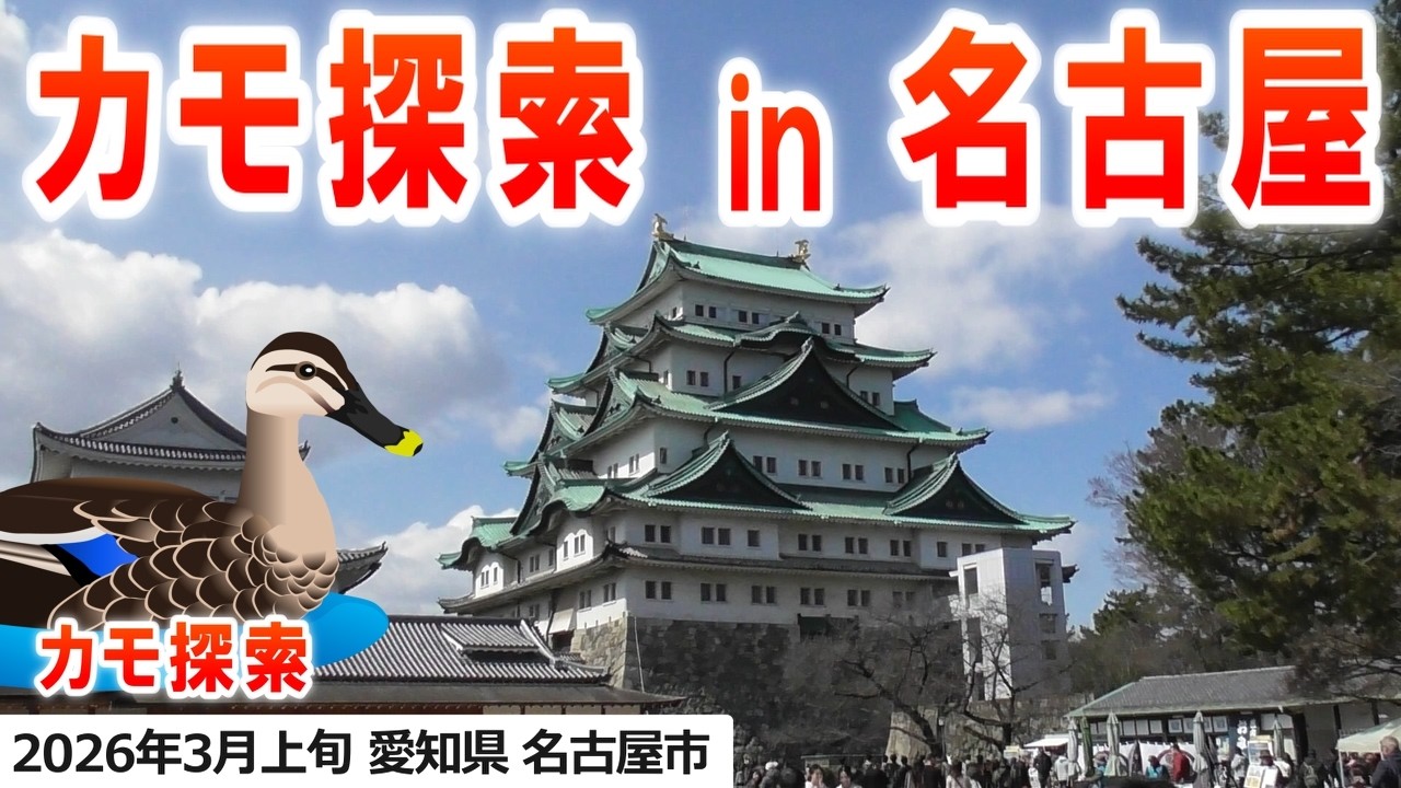 2026年3月上旬 カモ探索 in 名古屋（名古屋城、茶屋ヶ坂公園、ヨシガモ、カルガモ、カワウ、オナガガモ、ホシハジロ、キンクロハジロ）【オマケ動画】カモウォッチング in 緑ヶ丘公園