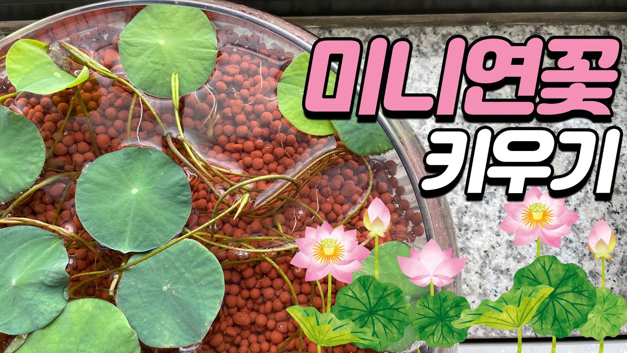 미니연꽃키우기 수정