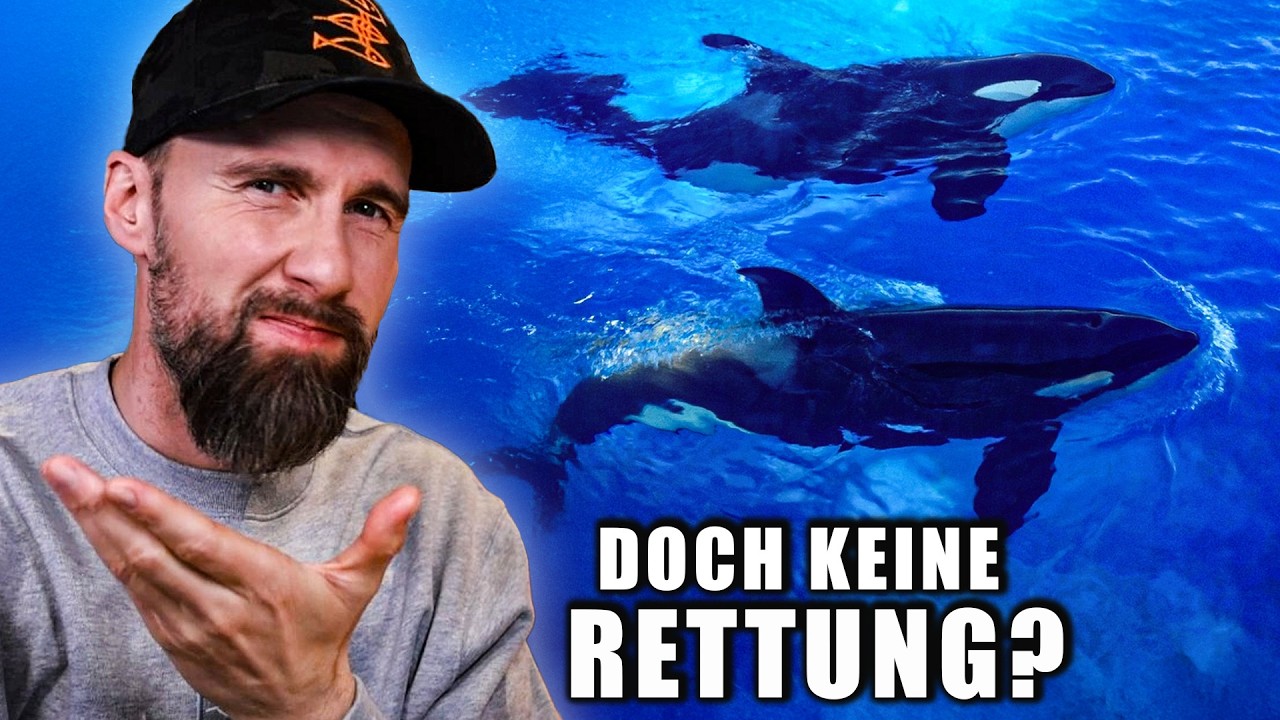Das Sanctuary EXISTIERT NICHT?! Die WAHRHEIT über die Marineland-Orca-Rettung | Robert Marc Lehmann
