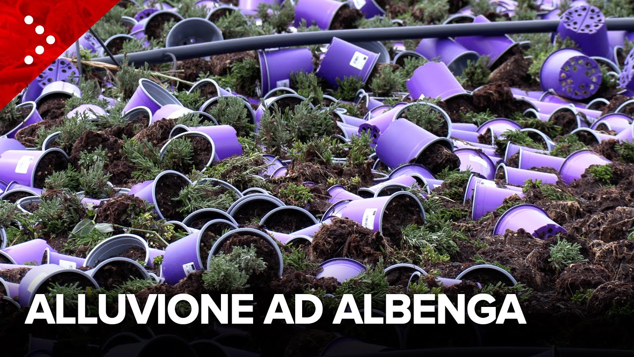 Albenga invasa da acqua e fango, azienda agricola devastata: 