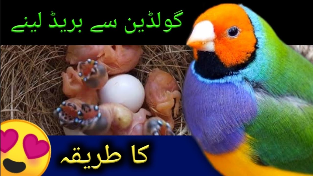 Goldian Finch Top Level Breeding Formula 2025🐦 | Gouldian finch breeding tips | Lady gouldian finch