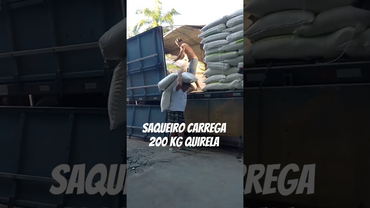 descarga de quirela, milho e ra&ccedil;&atilde;o #shorts