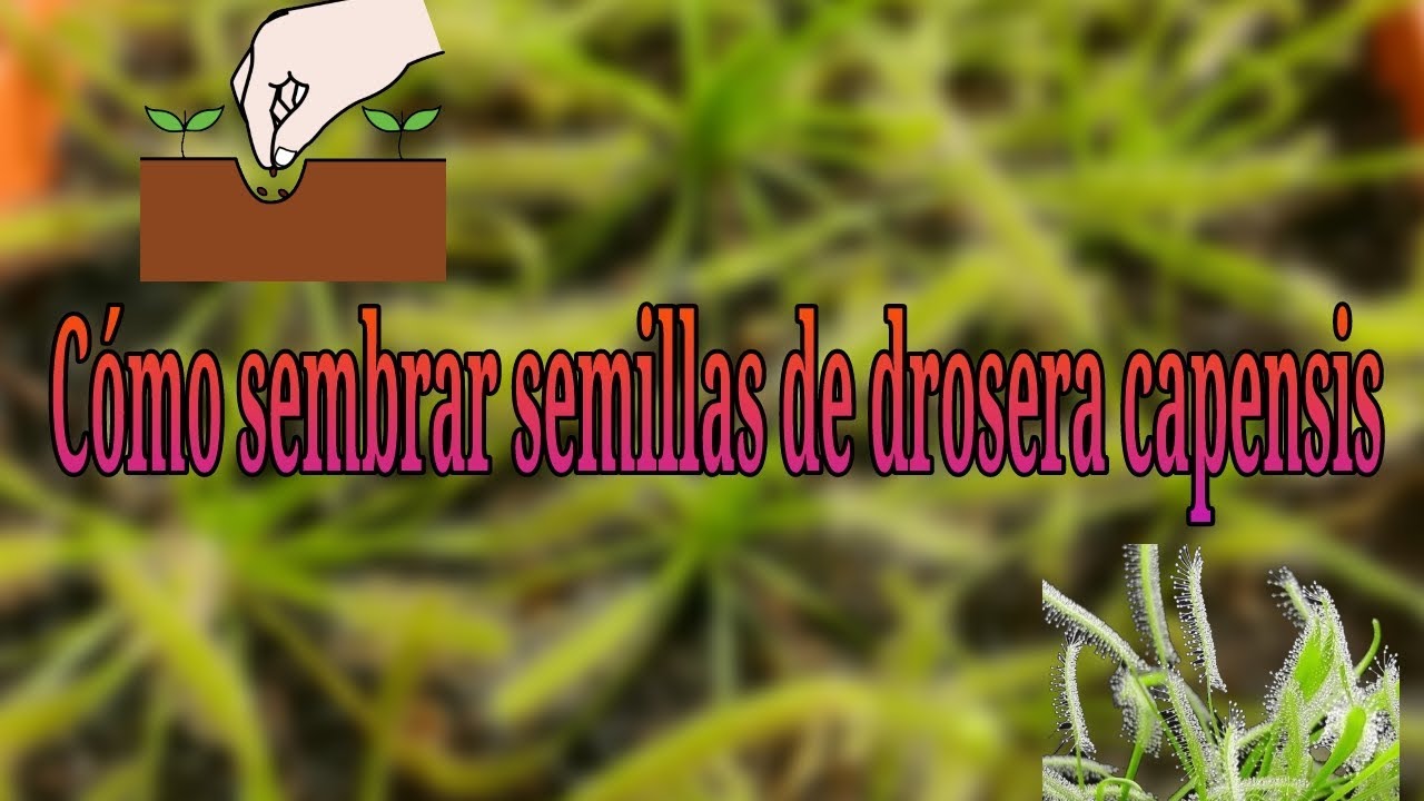 Cómo sembrar semillas de Capensis alba
