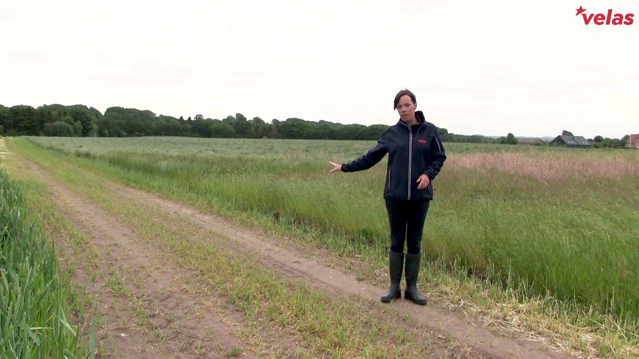 Bøndernes blomstrende ideer: Markvej