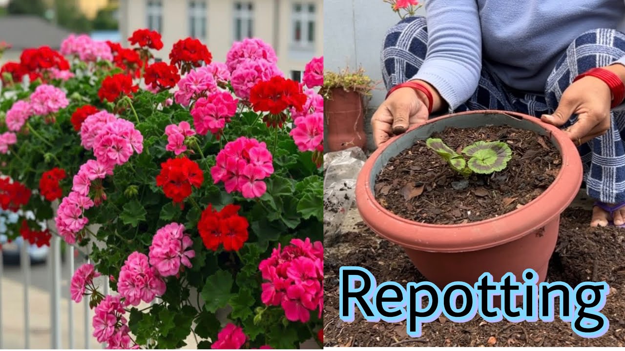 GERANIUM N DIANTHUS REPOTTING || GHAM MA BASERA UKHU KHADAI 🥰❤️{ Rupa meghilama Gurung}