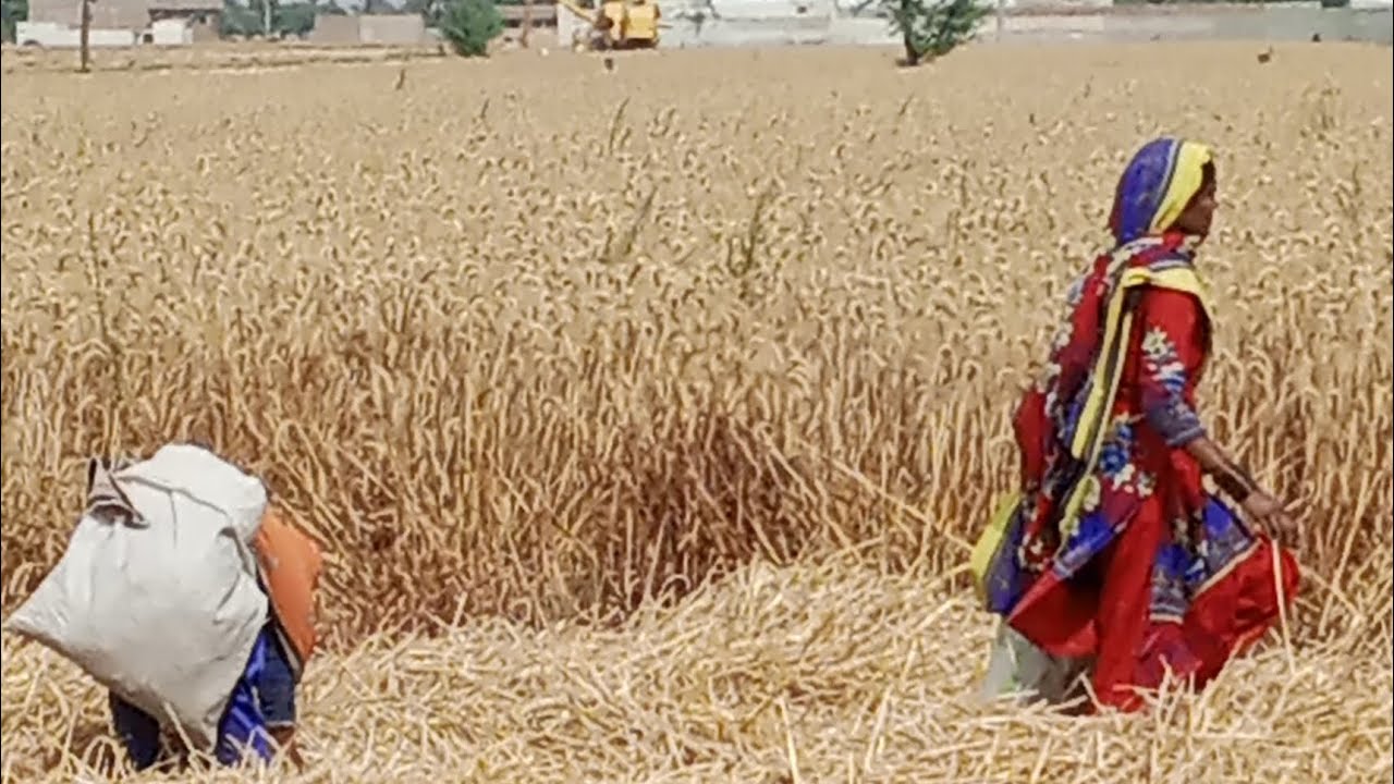 Hamare Gaon ma Gandum ki katai ka season Shuru |
