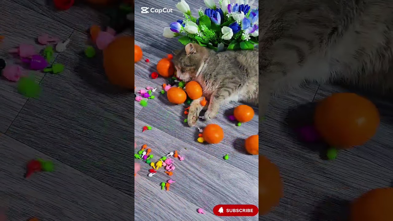 Subscribe please Welcome to Sweet Marble Cat 🐾Relax, smile, and unwind with adorable cat ASMR