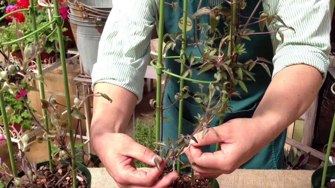 クレマチス 新芽の付き方による系統の見分け方