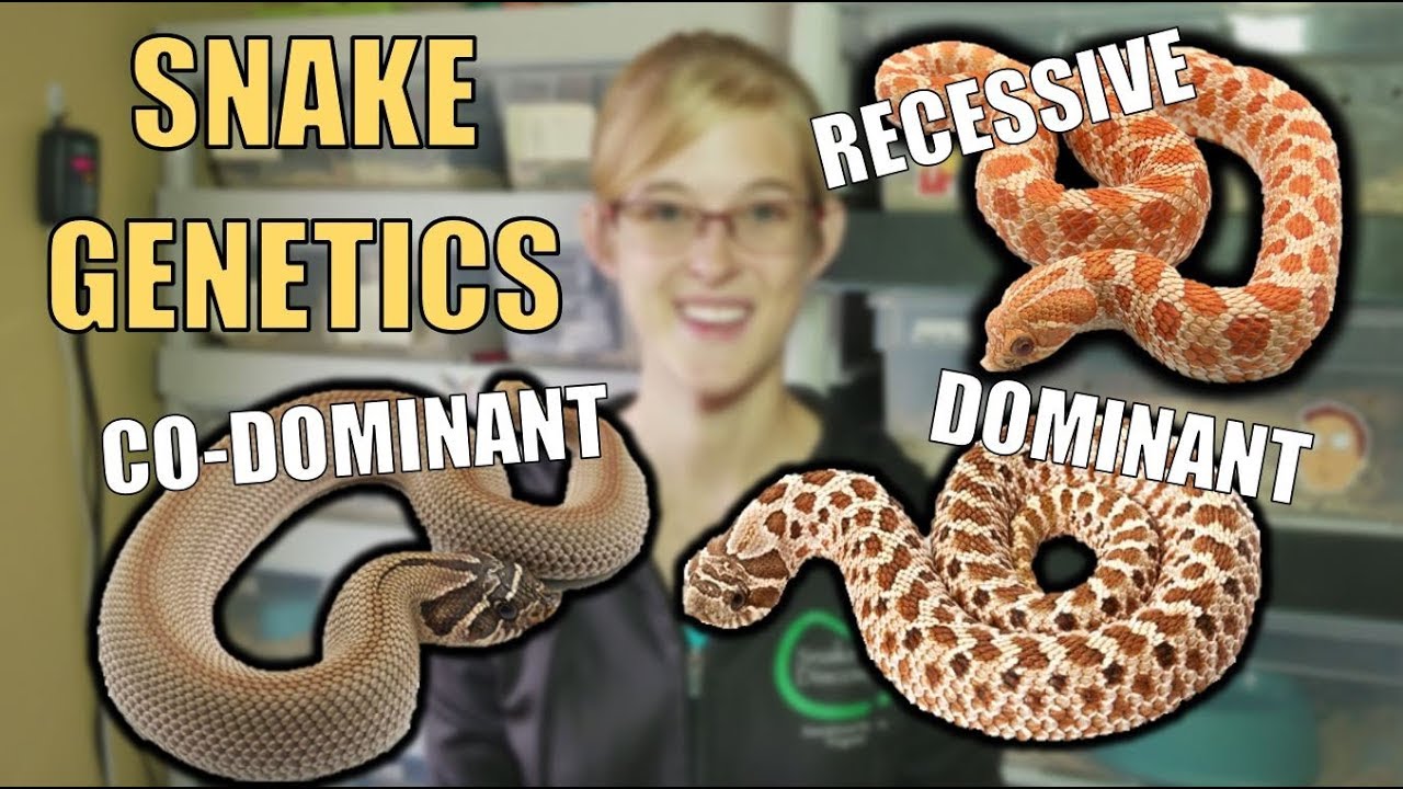 An Intro to Snake Genetics!