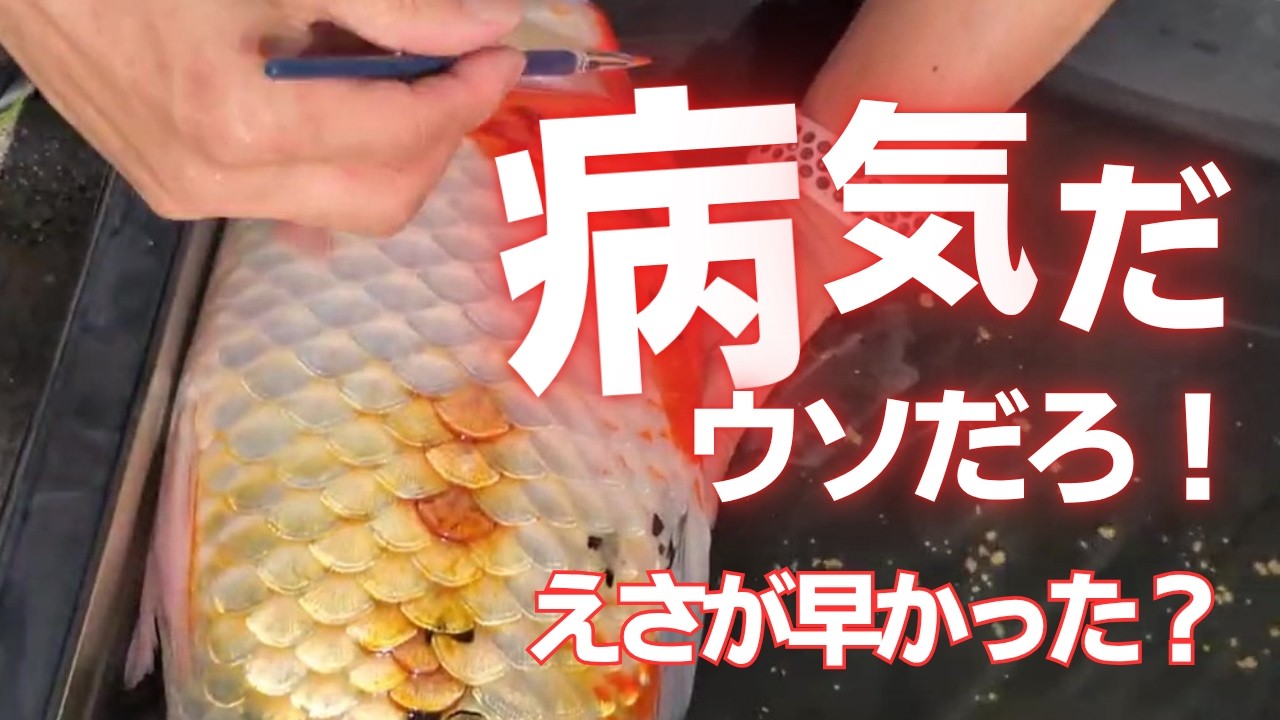 錦鯉が病気しました。イソジンで治療しました。