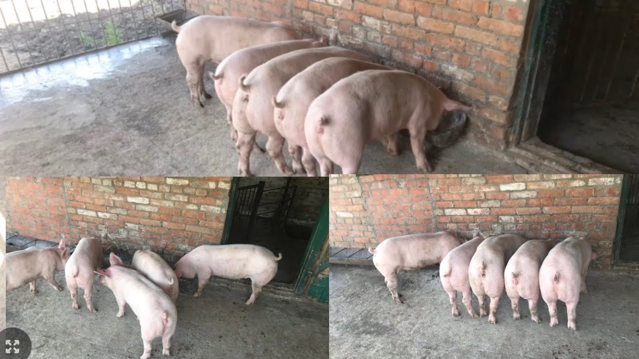 Теперь и у меня они есть!!!Купил🐖Ф1,ВБ-хайпор ЛАНДРАС-Данбред, приехали в прицепе бизнес класса