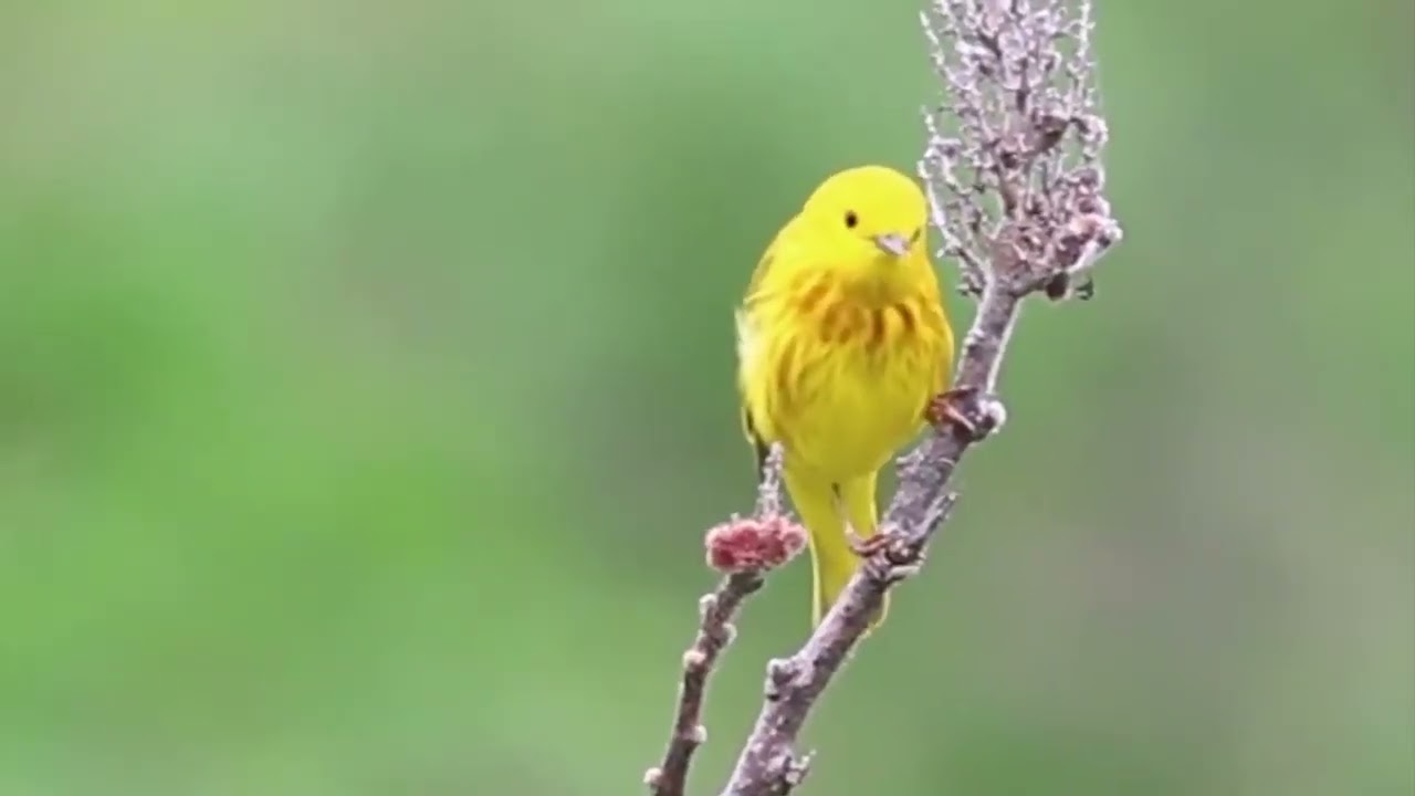 Yellow Warbler (Setophaga petechia)