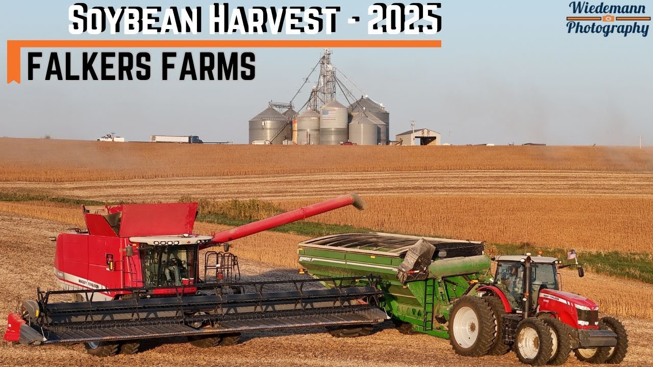Soybean Harvest 2025 at Falkers Farms | Two Massey Ferguson Combines in Action