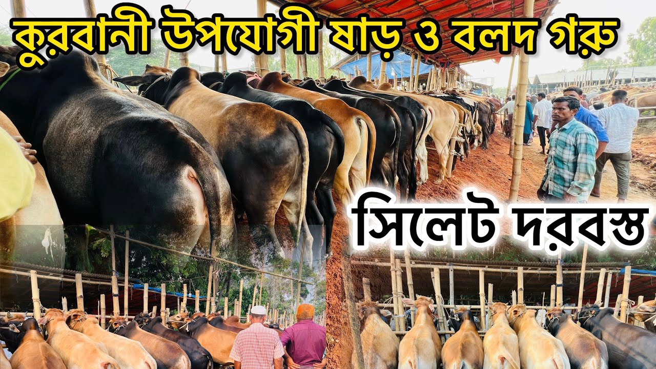 কুরবানী উপযোগী ষাড় ও বলদ গরু দামদর। দরবস্ত গরুর হাট ২০২৫।সেরা আকর্ষন শাহিওয়াল,দেশাল।সিলেট দরবস্ত।📷🐂
