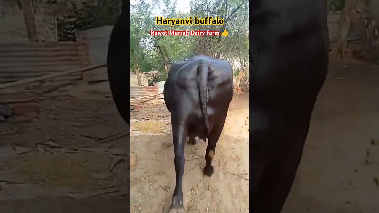 Top udder quality buffalo || hifi udder quality buffalo 🐃