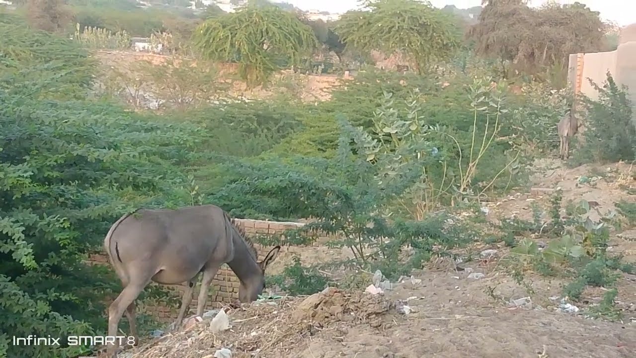 Donkey high risk in forest😱 