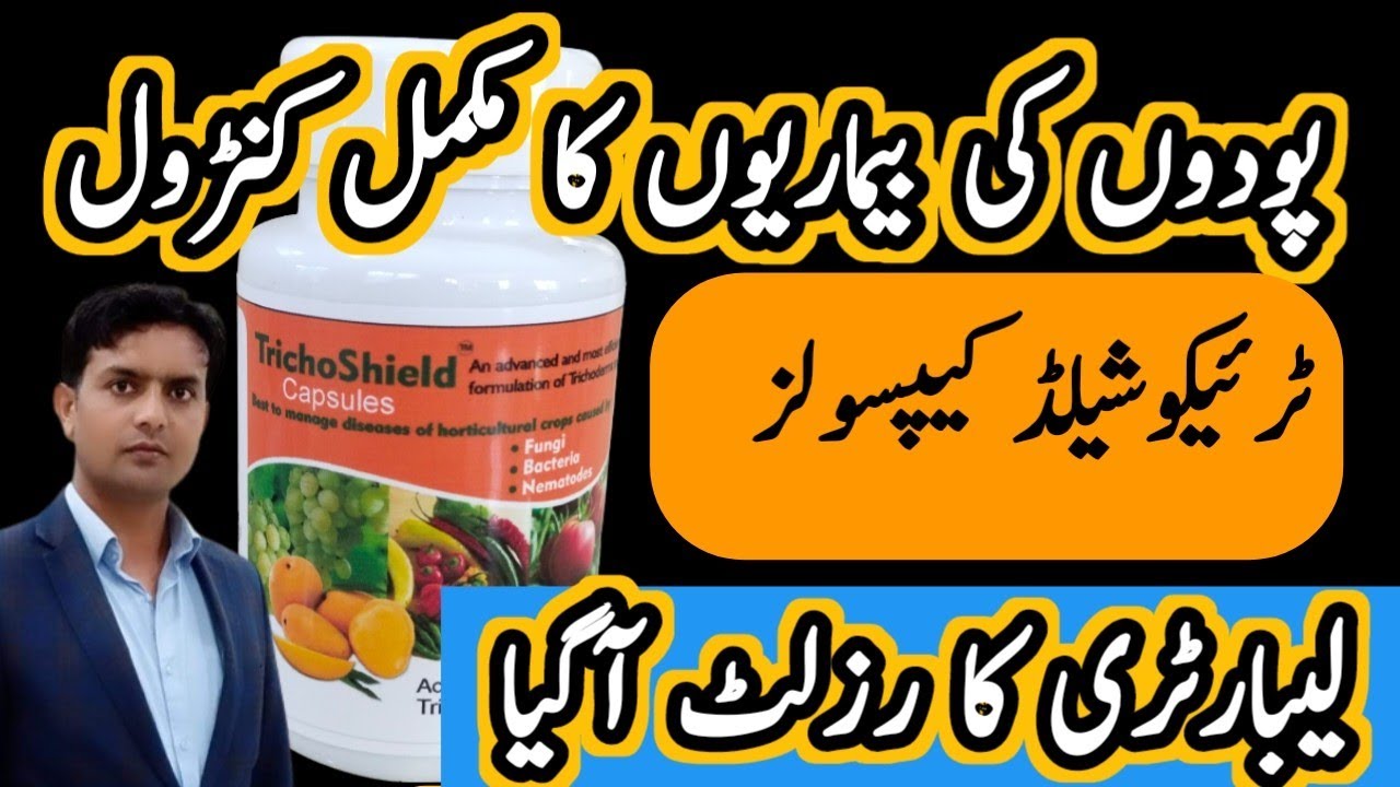 Results of TrichoShield Trichoderma against plant diseases | Lab results | Fusarium wilt control