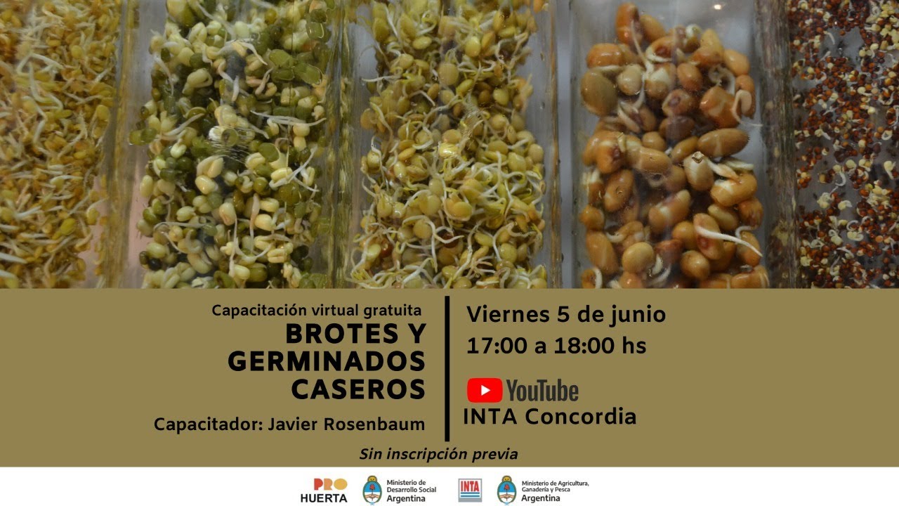 Brotes y germinados caseros