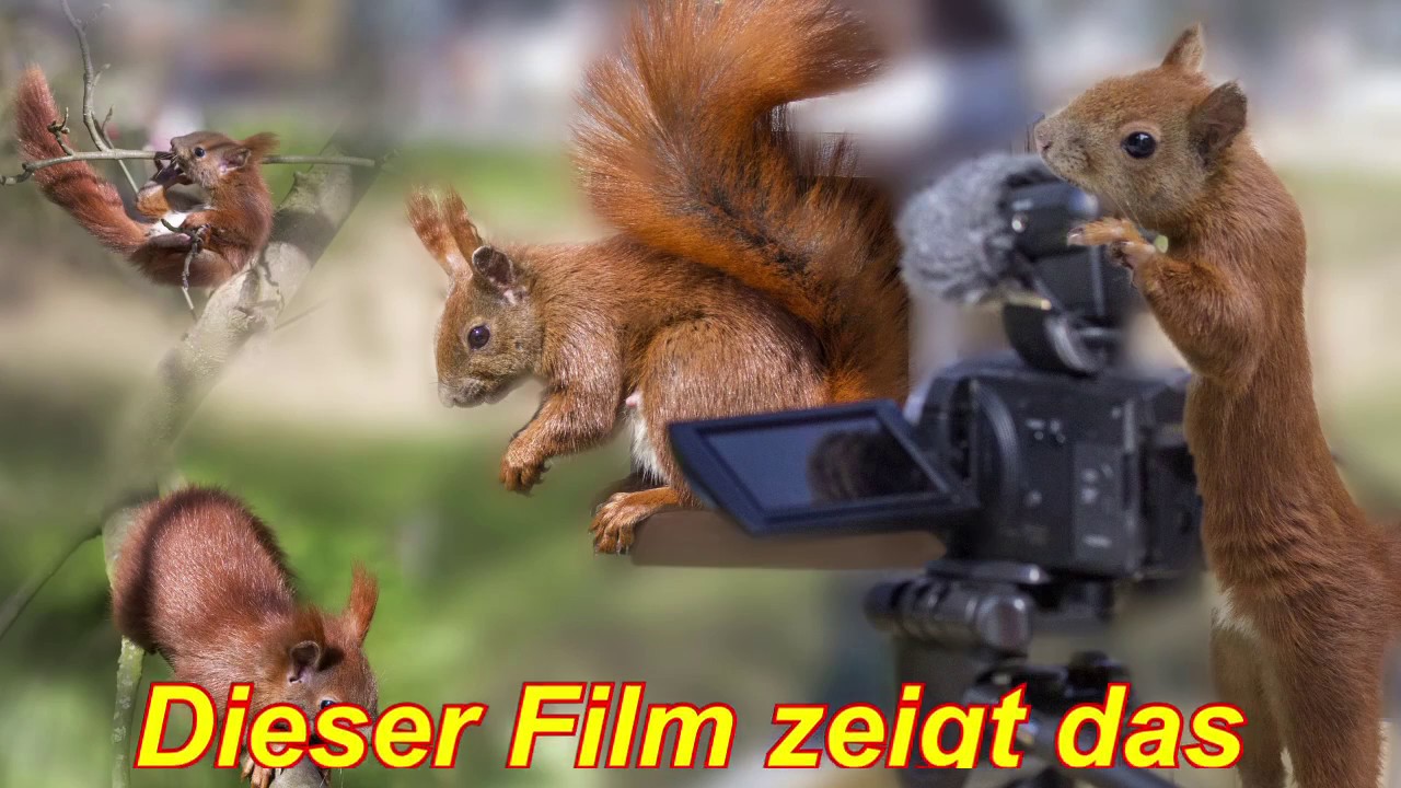 Eichhörnchen Mutter zieht ihre 4 Jungen groß, direkt vor und auf unserem Hamburger Balkon.