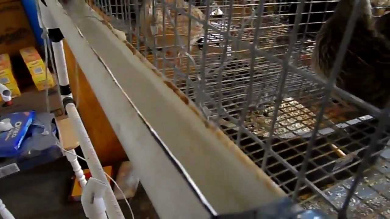 Quail/chicken watering system