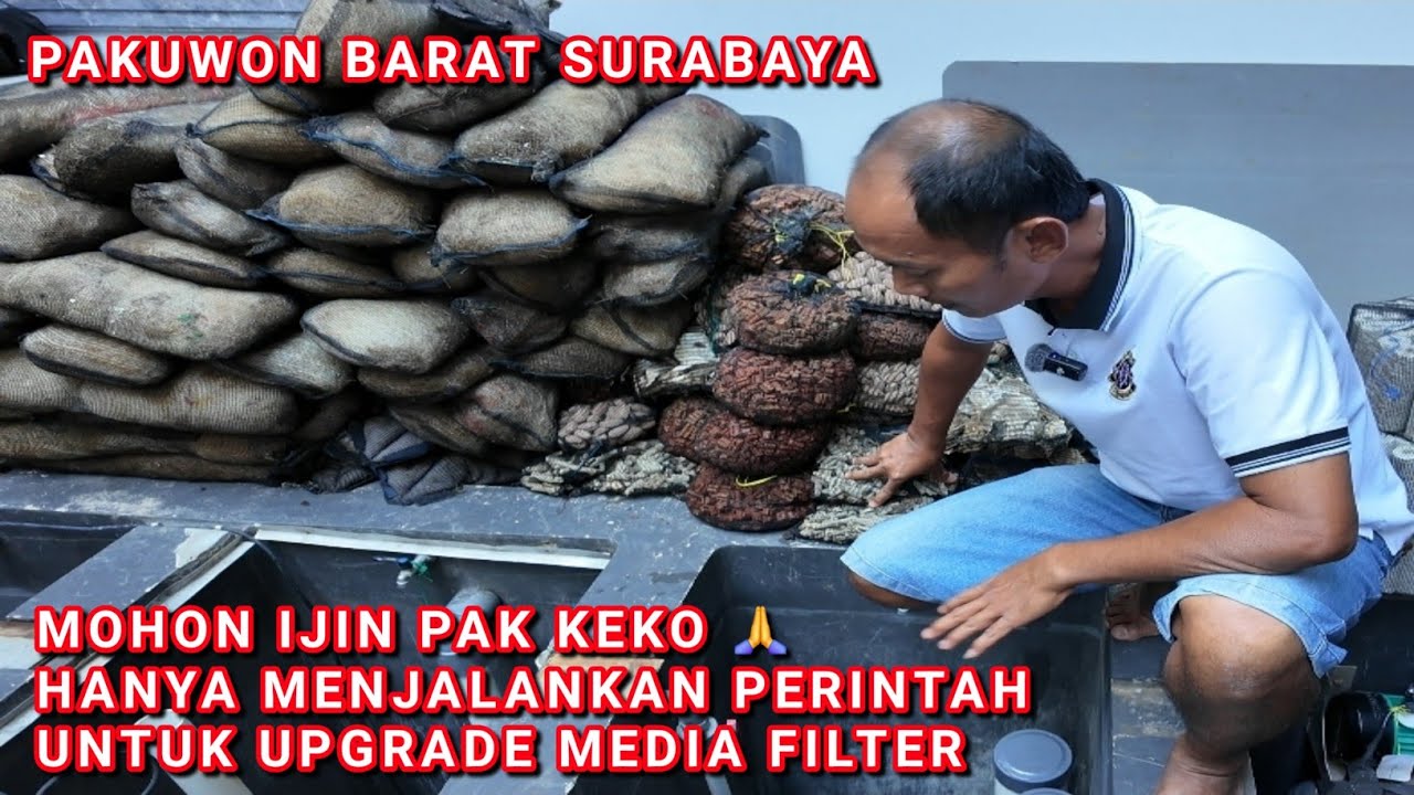 UPGRADE MEDIA FILTER KOLAM KOI PEKERJAAN SENIOR | PAKUWON BARAT SURABAYA