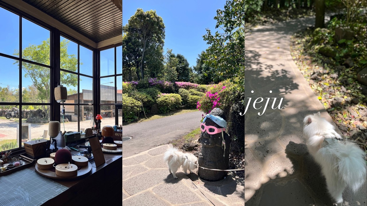 4월 제주도 애견동반여행 | 애월, 중문, 카멜리아힐, 친봉산장, 베니스랜드