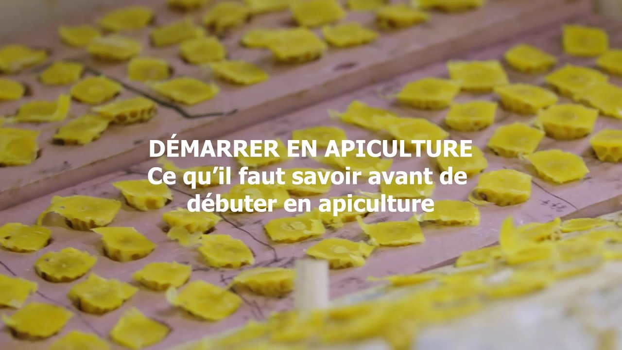 Ce qu'il faut savoir avant de débuter en apiculture