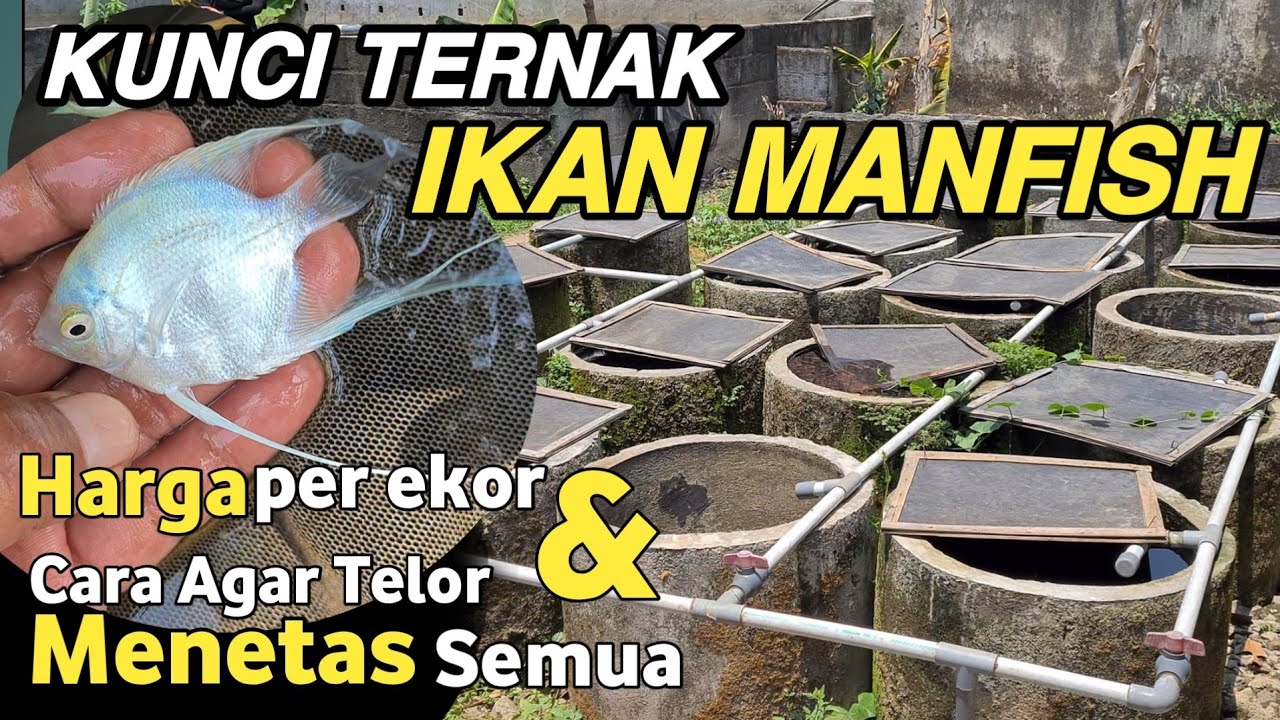 Breeder Ikan Manfish || Cara Memilih Induk Ikan Manfish yang Cepat Produksi
