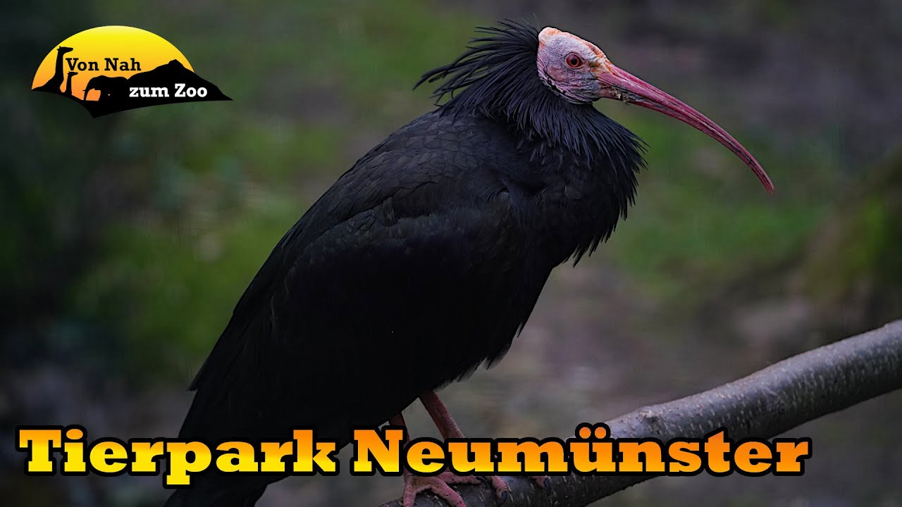Tierpark Neumünster - Sind die Bewertungen gerechtfertigt? - Von Nah zum Zoo 4k