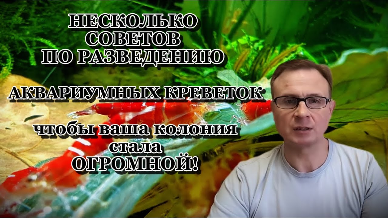 НЕСКОЛЬКО СОВЕТОВ ПО РАЗВЕДЕНИЮ АКВАРИУМНЫХ КРЕВЕТОК чтобы ваша колония стала ОГРОМНОЙ!